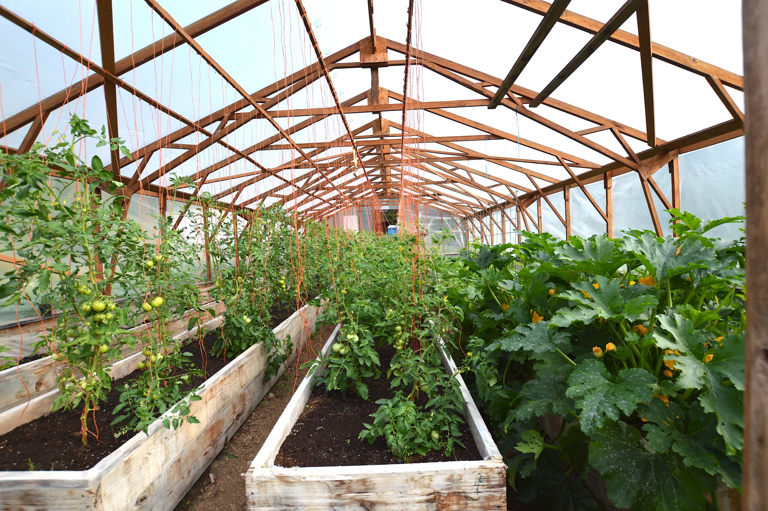 Greenhouse 2